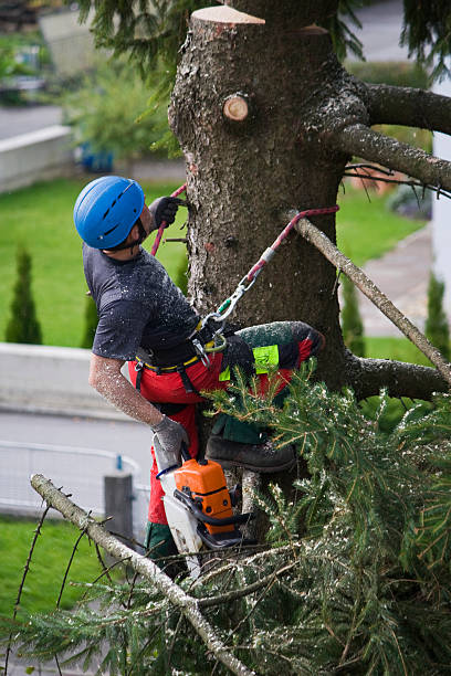 Trusted Exeter, PA Tree Services Experts