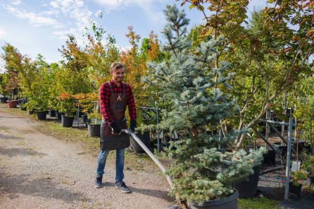 How Our Tree Care Process Works  in Exeter, PA